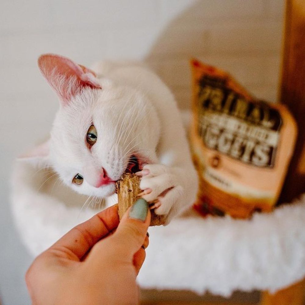Primal Cat Food — Delicious Raw Meals That Are Packed With Protein!