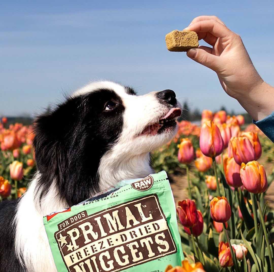 Primal Dog Food — The Wholesome Raw Food Diet Choice!