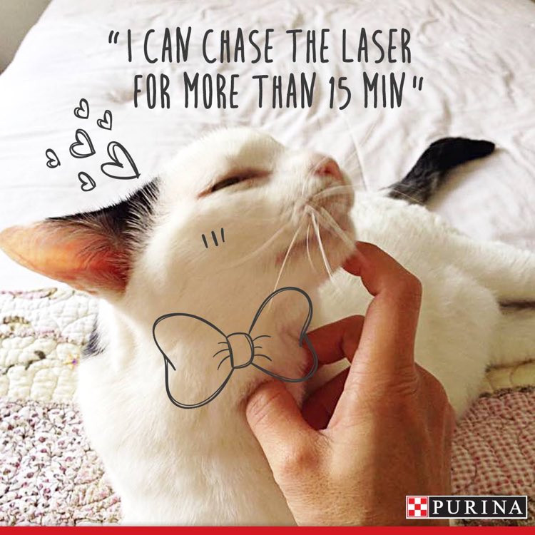 Pro Plan Cat Food - Support For Adulthood