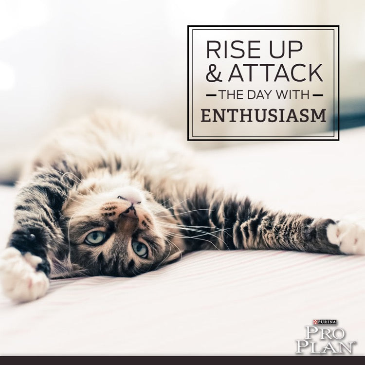 Pro Plan Cat Food - Caring For Your Senior Cat