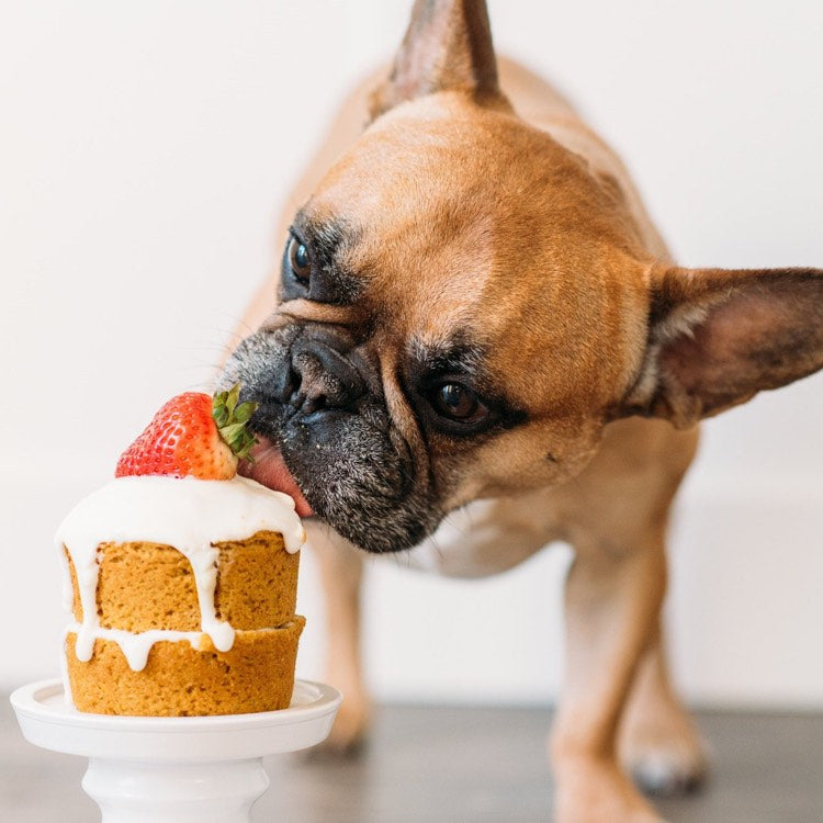 Puppies Eating Cake