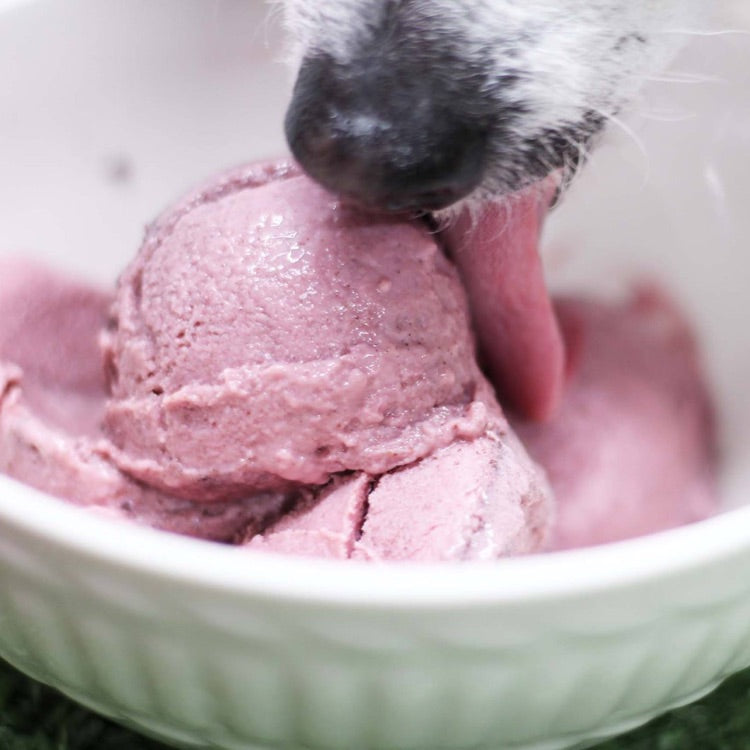 Puppy Scoops Ice Cream For Dogs