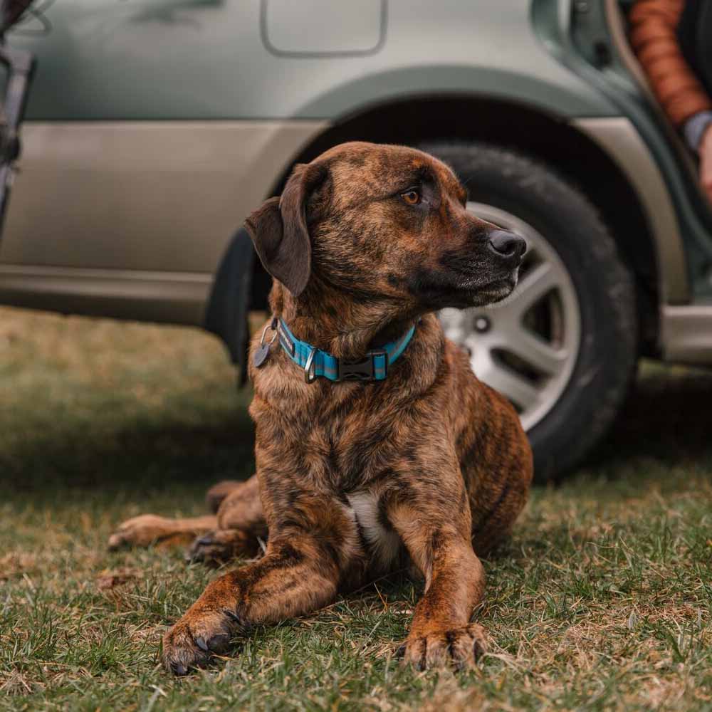 Ruffwear Dog Collars — The Perfect Comfortable, Durable Everyday Collar!