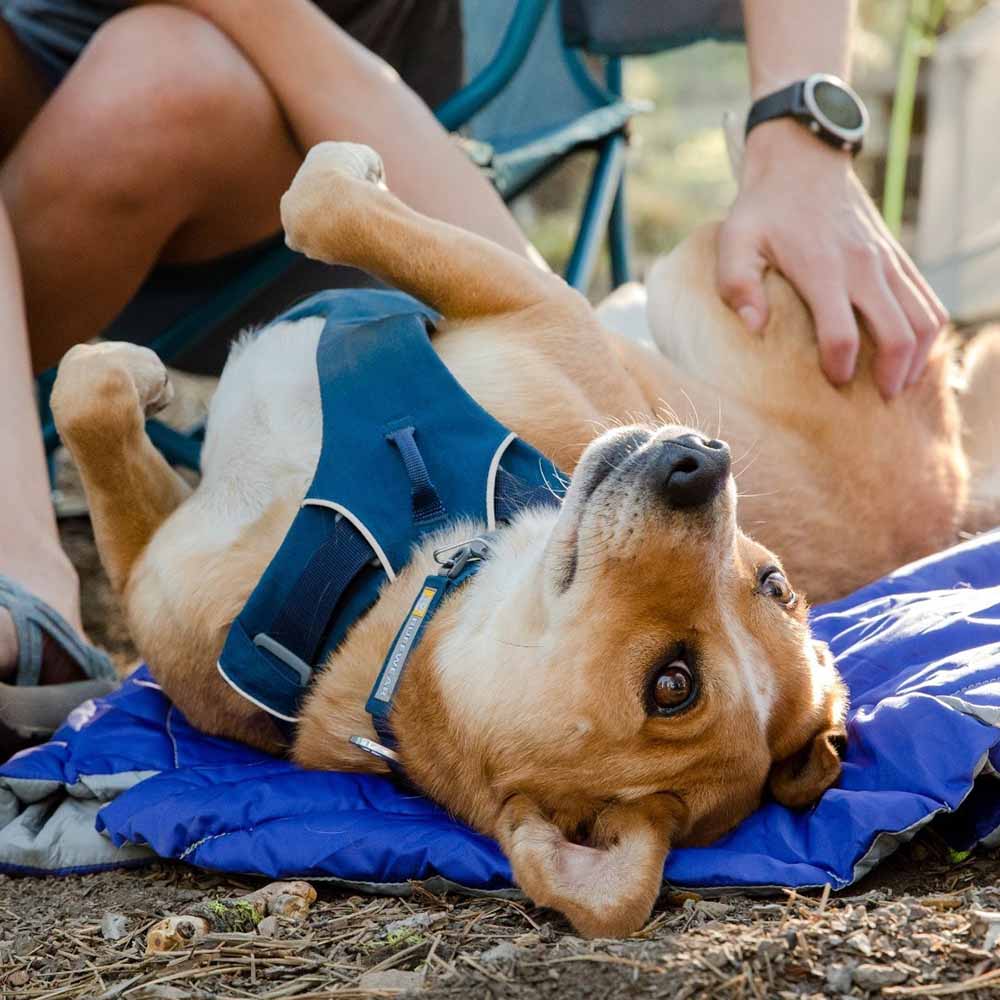 Ruffwear Dog Harnesses — One Of The Best Harnesses In The World!