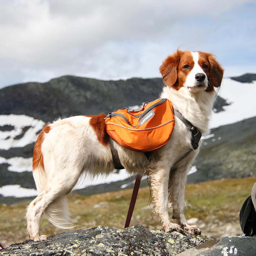Ruffwear Dog Pack Harnesses — Ergonomically Designed Backpacks For Dogs!