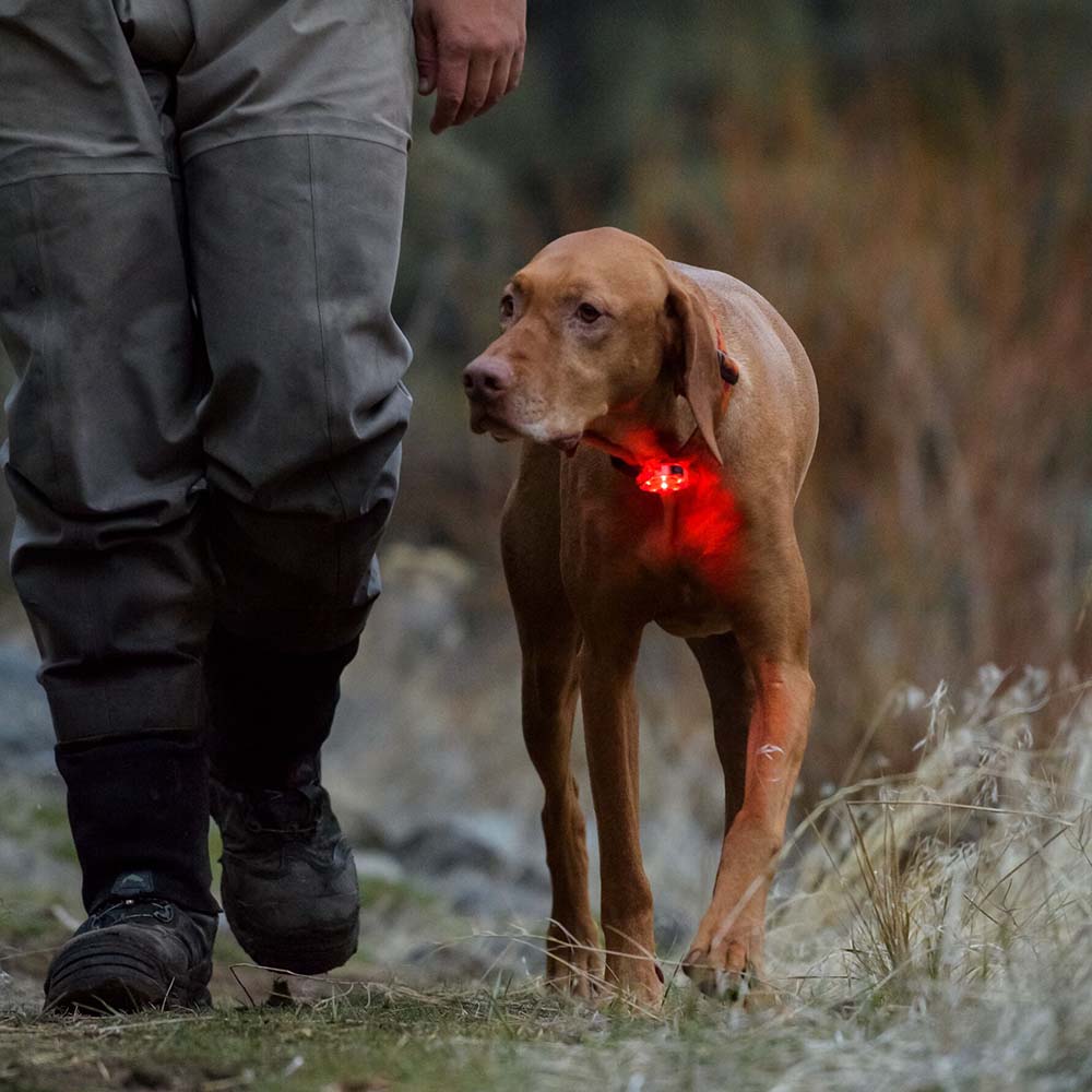 Ruffwear Walking Accessories  — Everything Else You’d Ever Need On Walks & More!