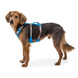 KOHE-VERSARY 10% OFF: Ruffwear Flagline Lightweight No-Pull Handled Dog Harness (Blue Dusk)