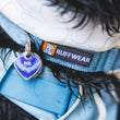A dog wearing the Ruffwear Flex Collar Polar Blue. 