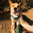 Ruffwear Front Range Flex Dog Harness (Deep Teal)