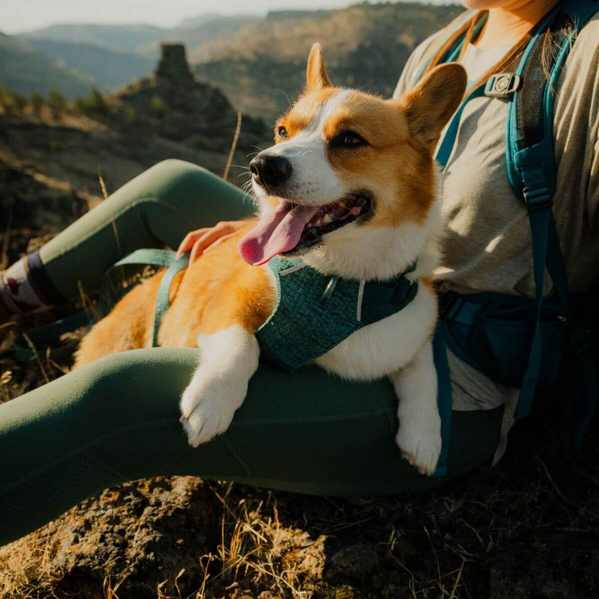 Ruffwear Front Range Flex Dog Harness (Deep Teal)