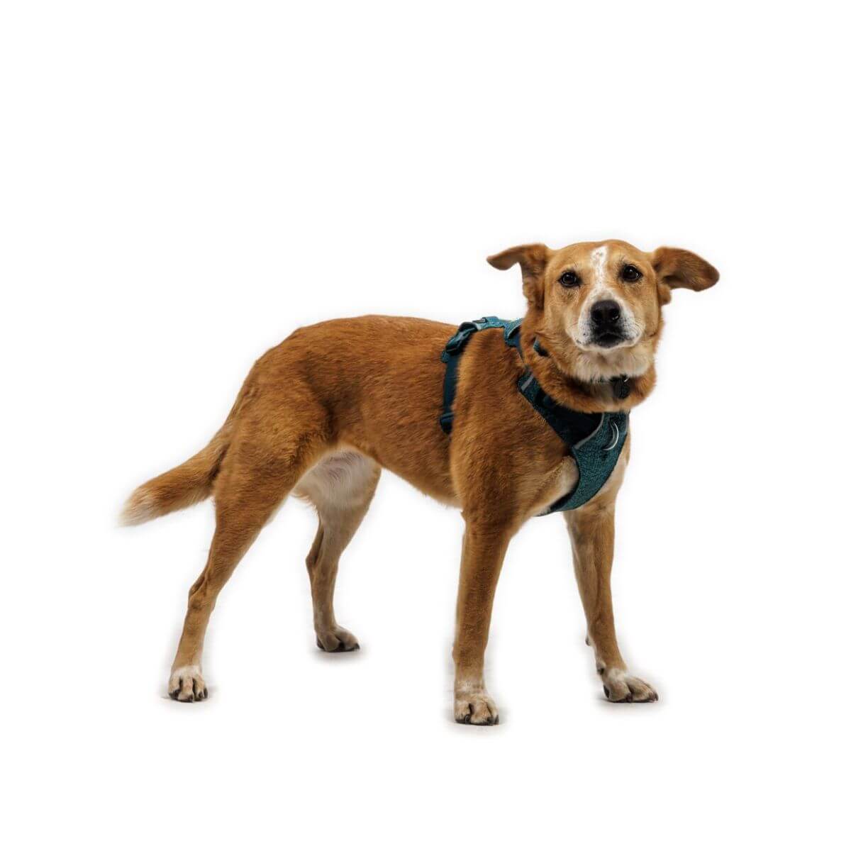 Ruffwear Front Range Flex Dog Harness (Deep Teal)