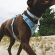 Ruffwear Front Range Flex Dog Harness (Polar Blue)