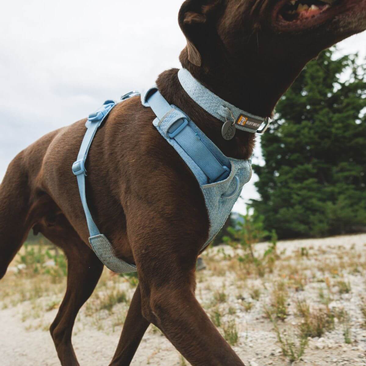 Ruffwear Front Range Flex Dog Harness (Polar Blue)
