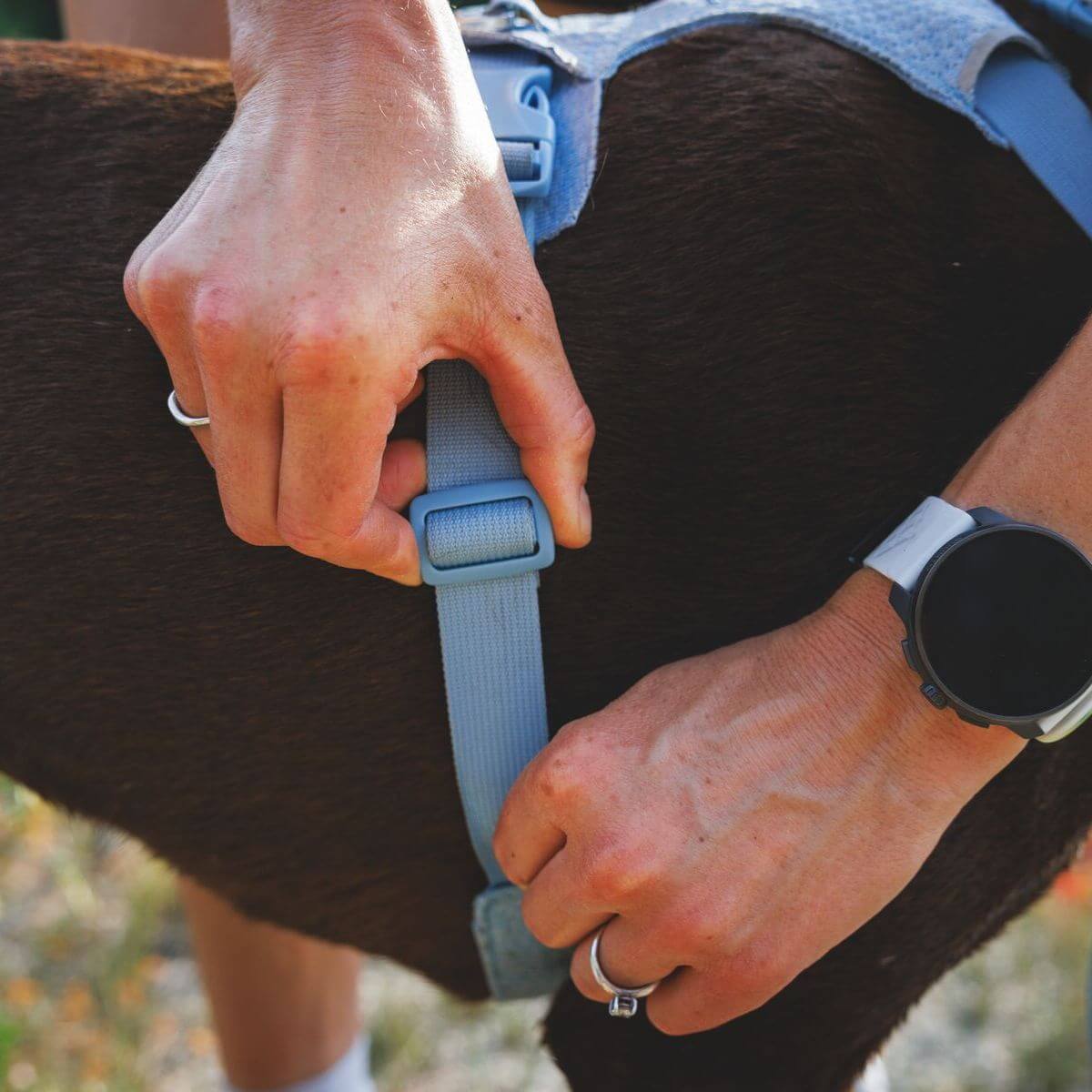 Ruffwear Front Range Flex Dog Harness (Polar Blue)