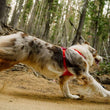 Ruffwear Front Range Flex Dog Harness (Basalt Grey)