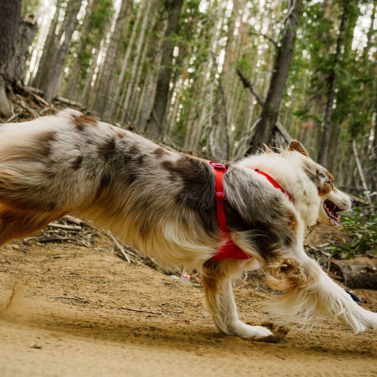 Ruffwear Front Range Flex Dog Harness (Basalt Grey)