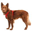 KOHE-VERSARY 10% OFF: Ruffwear Front Range No-Pull Everyday Dog Harness (Red Canyon)