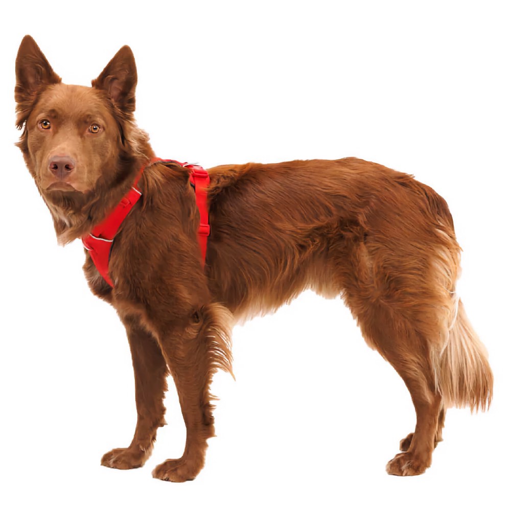 KOHE-VERSARY 10% OFF: Ruffwear Front Range No-Pull Everyday Dog Harness (Red Canyon)