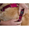 Ruffwear Front Range No-Pull Everyday Dog Harness (Red Clay)
