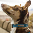 Ruffwear Hi & Light Lightweight Minimal Dog Collar (Basalt Gray)