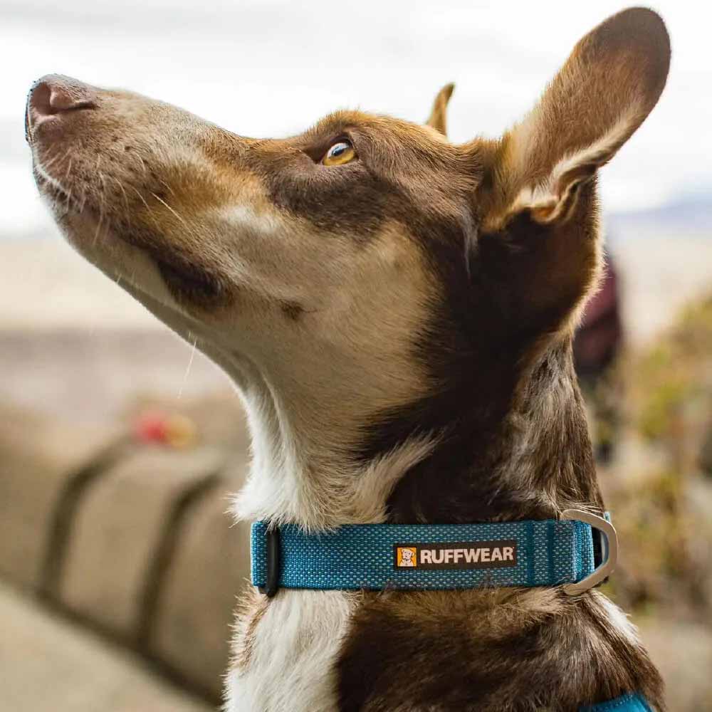 Ruffwear Hi & Light Lightweight Minimal Dog Collar (Basalt Gray)