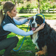 Ruffwear Just-a-Cinch Reflective Rope Slip Dog Leash (Blue Pool)