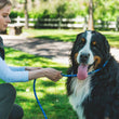 Ruffwear Just-a-Cinch Reflective Rope Slip Dog Leash (Blue Pool)