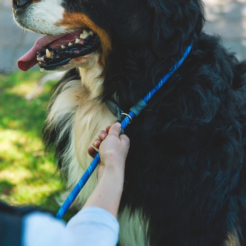 Ruffwear Just-a-Cinch Reflective Rope Slip Dog Leash (Blue Pool)