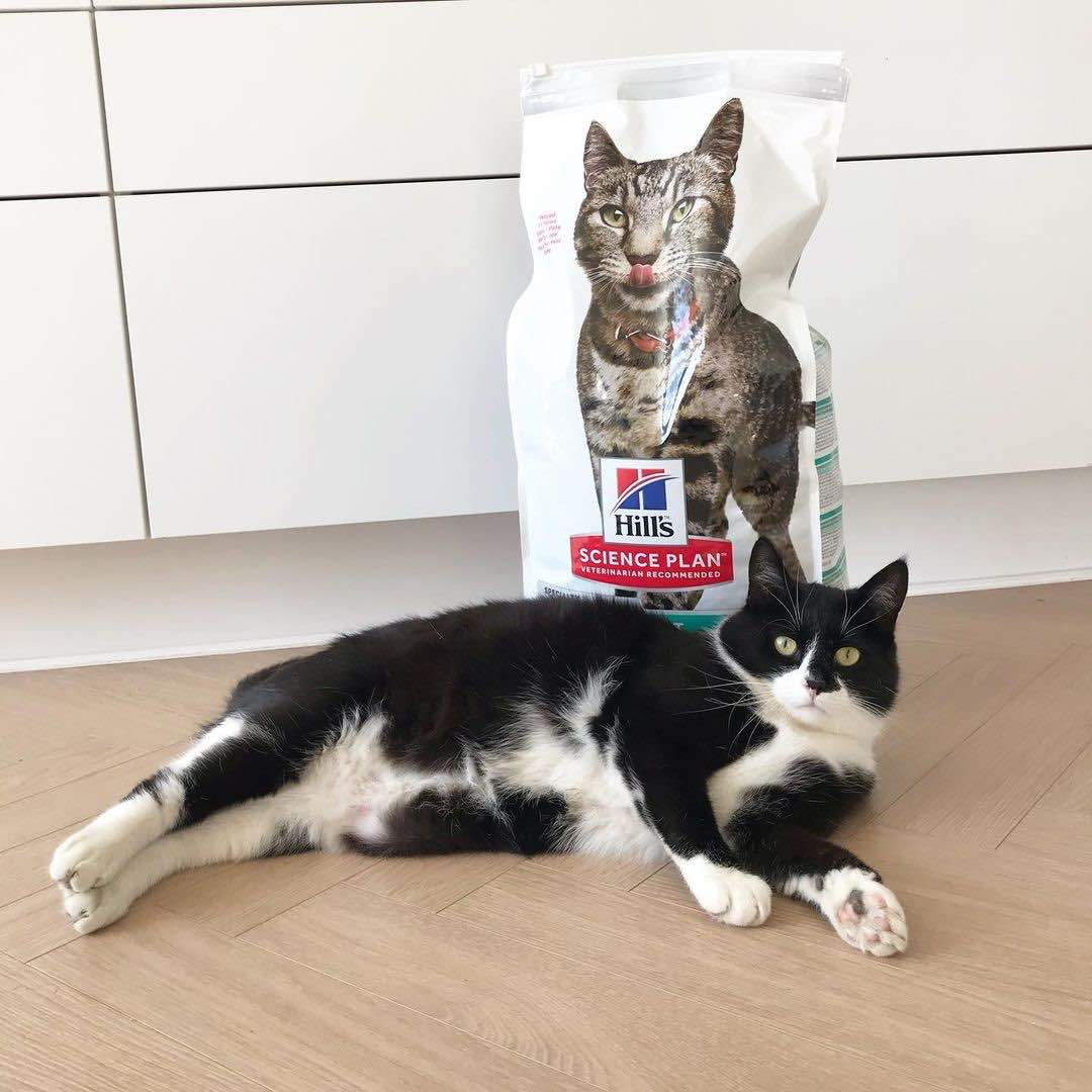 Science Diet Pet Food — Over 70 Years Of Pet Nutrition