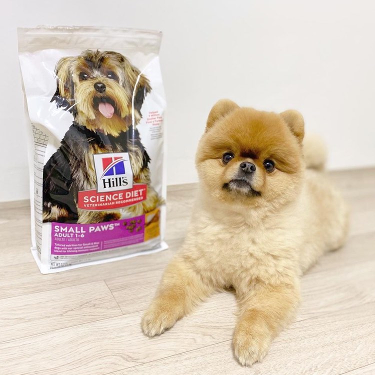 Science Diet Small Paws Dry Dog Food — Small In Size, Big On Nutrition!