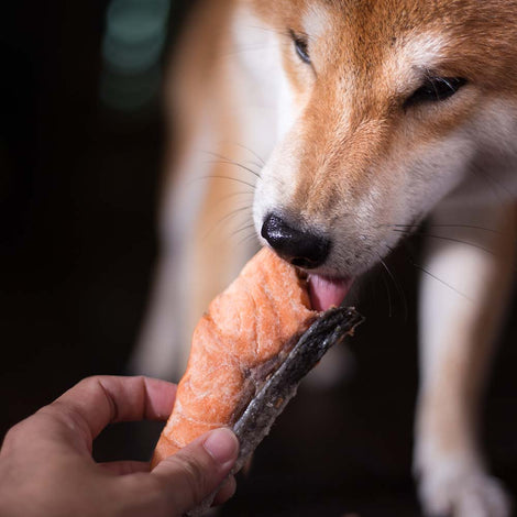 Taki Pets Freeze-Dried Pet Food — Premium Treats Made From Restaurant-Grade Ingredients!