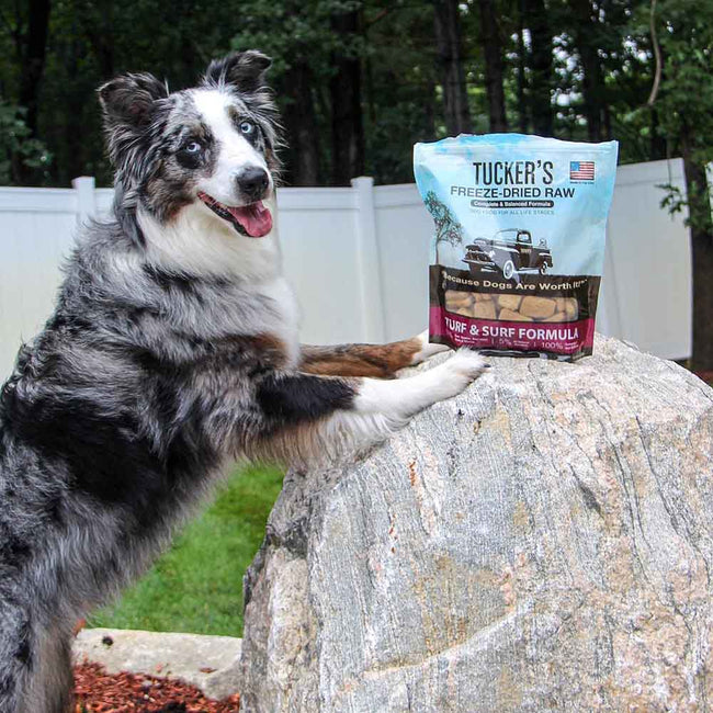Tucker's FreezeDried Raw Dog Food Kohepets