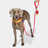 VETRESKA Chroma Dog Harness & Leash Set (Red)