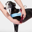 VETRESKA Mist And Merlot Dog Harness & Leash Set - Kohepets