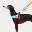 VETRESKA Mist And Merlot Dog Harness & Leash Set - Kohepets