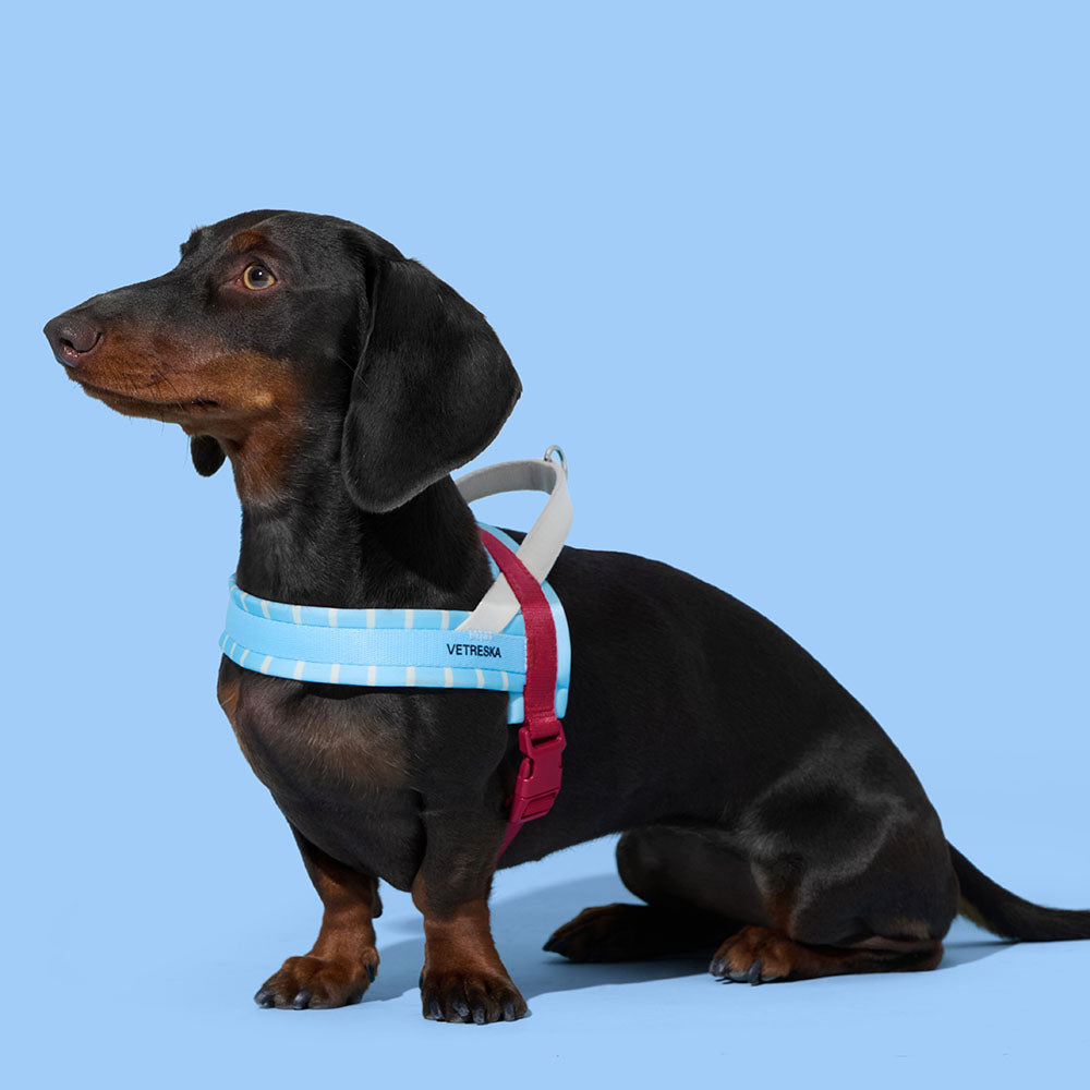 VETRESKA Mist And Merlot Dog Harness & Leash Set - Kohepets