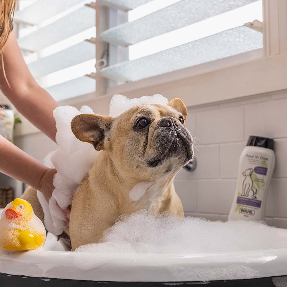 Wahl Dog Shampoos — For Squeaky Clean Coats That Smell Amazing All Day!