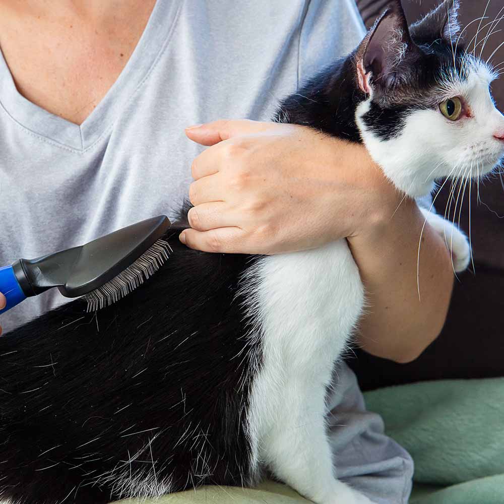 Wahl Grooming Tools For Cats & Dogs — Quality Grooming Essentials You  Need!
