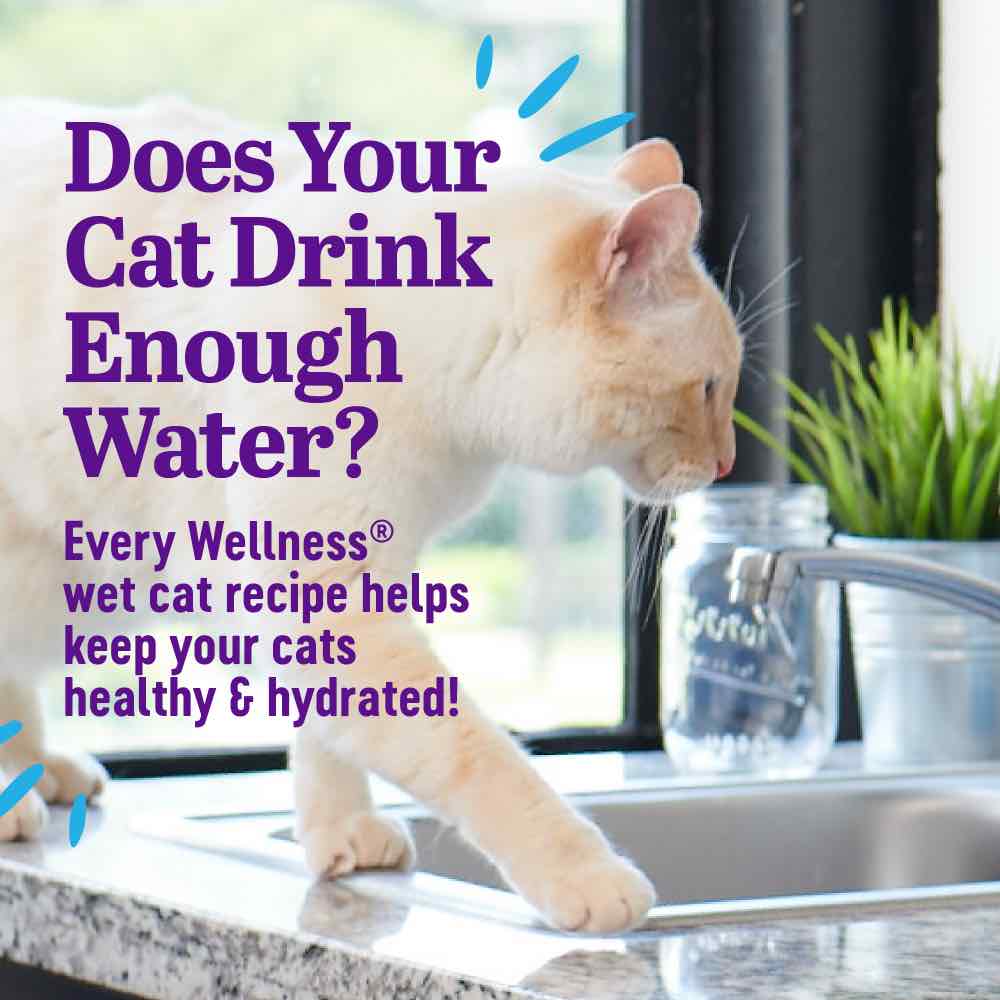 $1 OFF: Wellness Appetizing Entrees Flaked Tuna Adult Pouch Cat Food 1.4oz