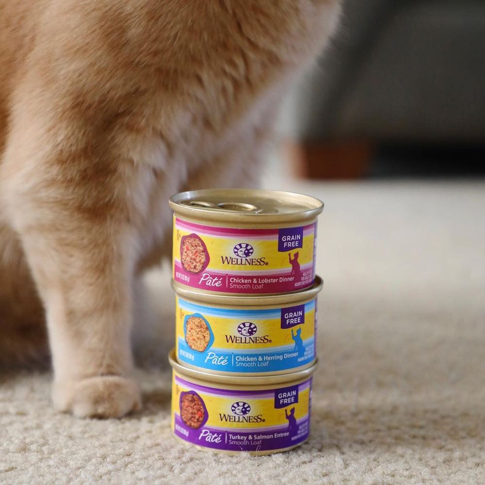 Wellness Canned Cat Food — Delectable, Nutritious  Meals In A Can!