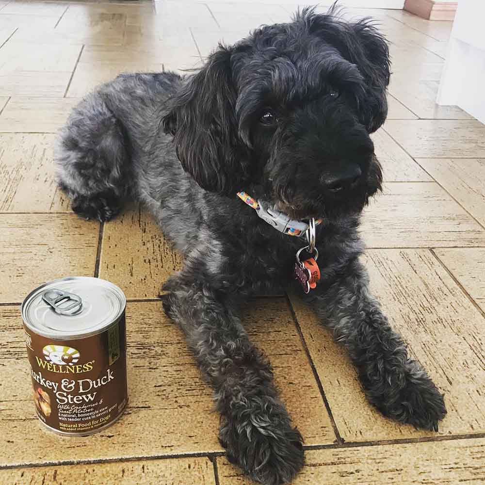 Wellness Canned Dog Food — Convenient, Easy & Delicious Meals In A Can!