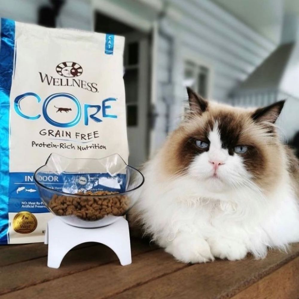 Wellness CORE Dry Cat Food — Protein-Packed, High-Quality Food For Feline Friends!