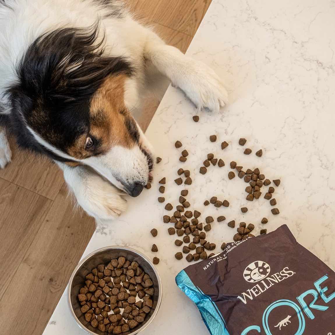 Wellness CORE Dry Dog Food — Quality, Protein-First Nutrition For Dogs!