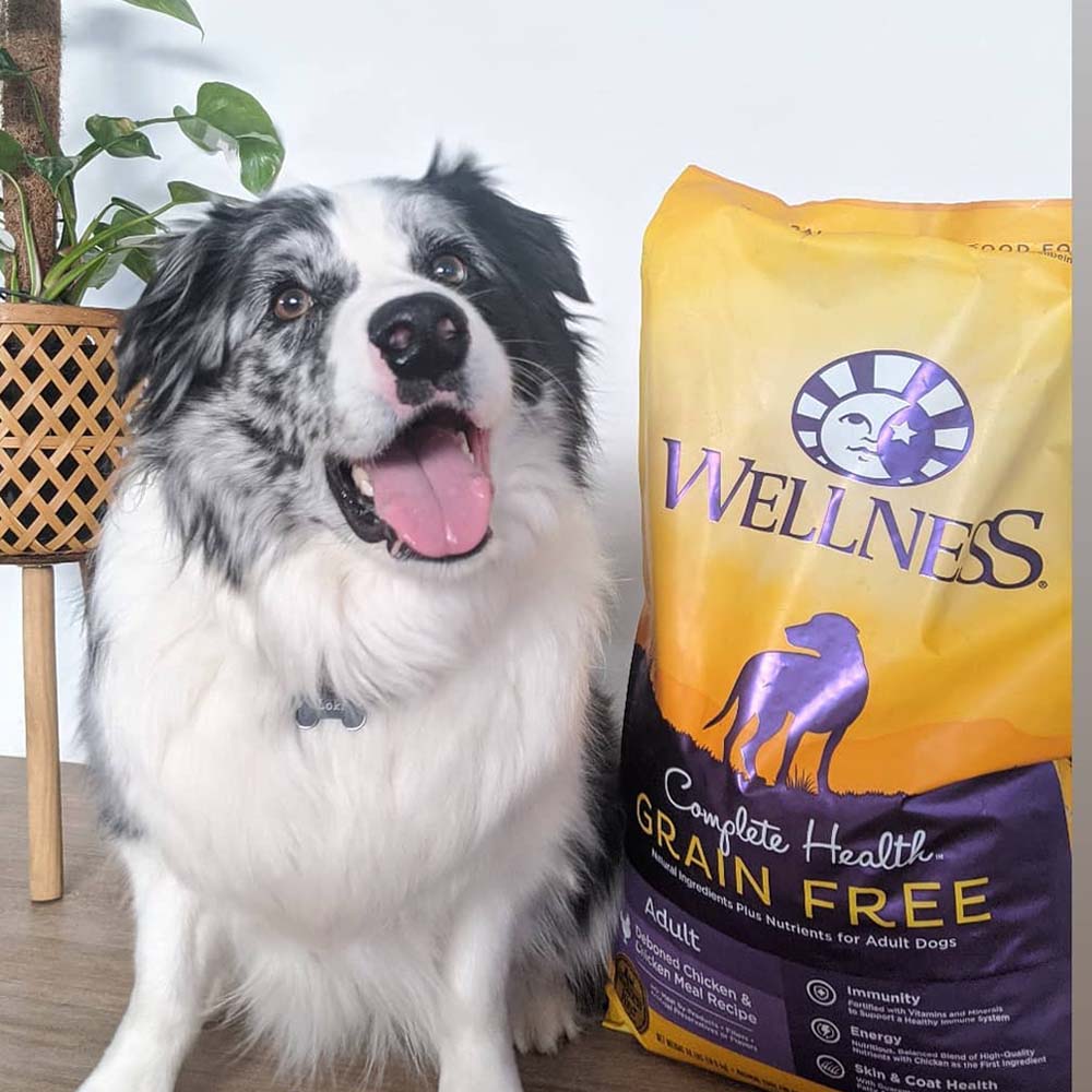 Wellness Dry Dog Food — Tasty, Wholesome Recipes For Every Dog To Enjoy!