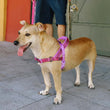 Zee.Dog Brain Softer Walk Dog Harness