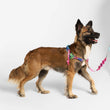 Zee.Dog Melted Softer Walk Dog Harness