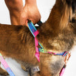 Zee.Dog Melted Softer Walk Dog Harness
