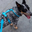 Zee.Dog Ultimate Blue Ruff Dog Leash - Kohepets