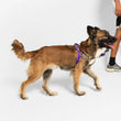Zee.Dog Zmiley Softer Walk Dog Harness