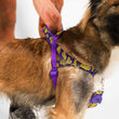 Zee.Dog Zmiley Softer Walk Dog Harness